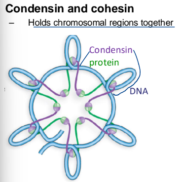 <ul><li><p>holds chromosomal regions together</p></li></ul><p></p>
