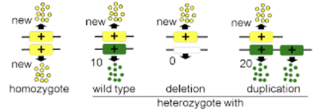 <p>protein has a new and different function</p>