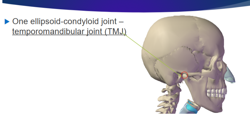<p>Temporomandibular Joint (TMJ) </p>