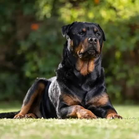 <p>Rottweiler</p>