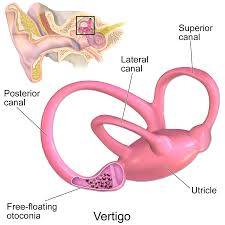 <p>inner ear</p>
