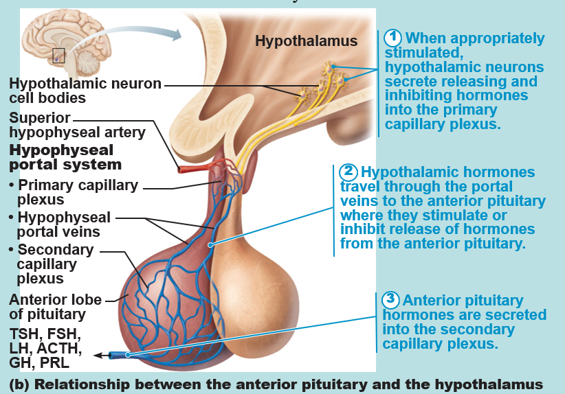 <p>the network of blood vessels that carries hormones and connects the hypothalamus to the anterior pituitary gland</p>