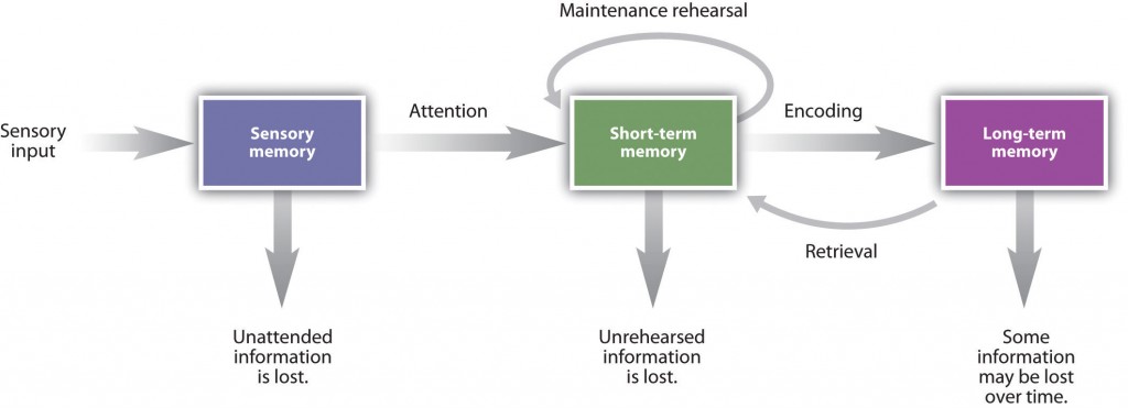 <p>Sensory memory to Short-tem memory by paying attention, rehearse in short-term memory, encoded into long term memory, retrieved by recall or recognition.</p>
