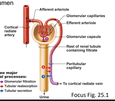 <ul><li><p>movement of substances from peritubular blood into filtrate in nephron lumen</p></li></ul><p></p>