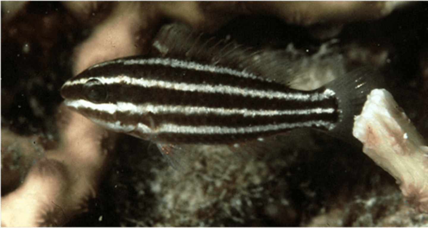 <p>Chlorurus sordidus</p>