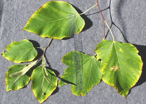 <p>common name both</p>
