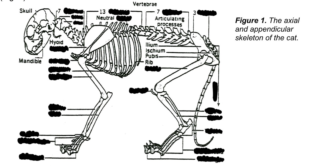 <p>Label the cat diagram</p>