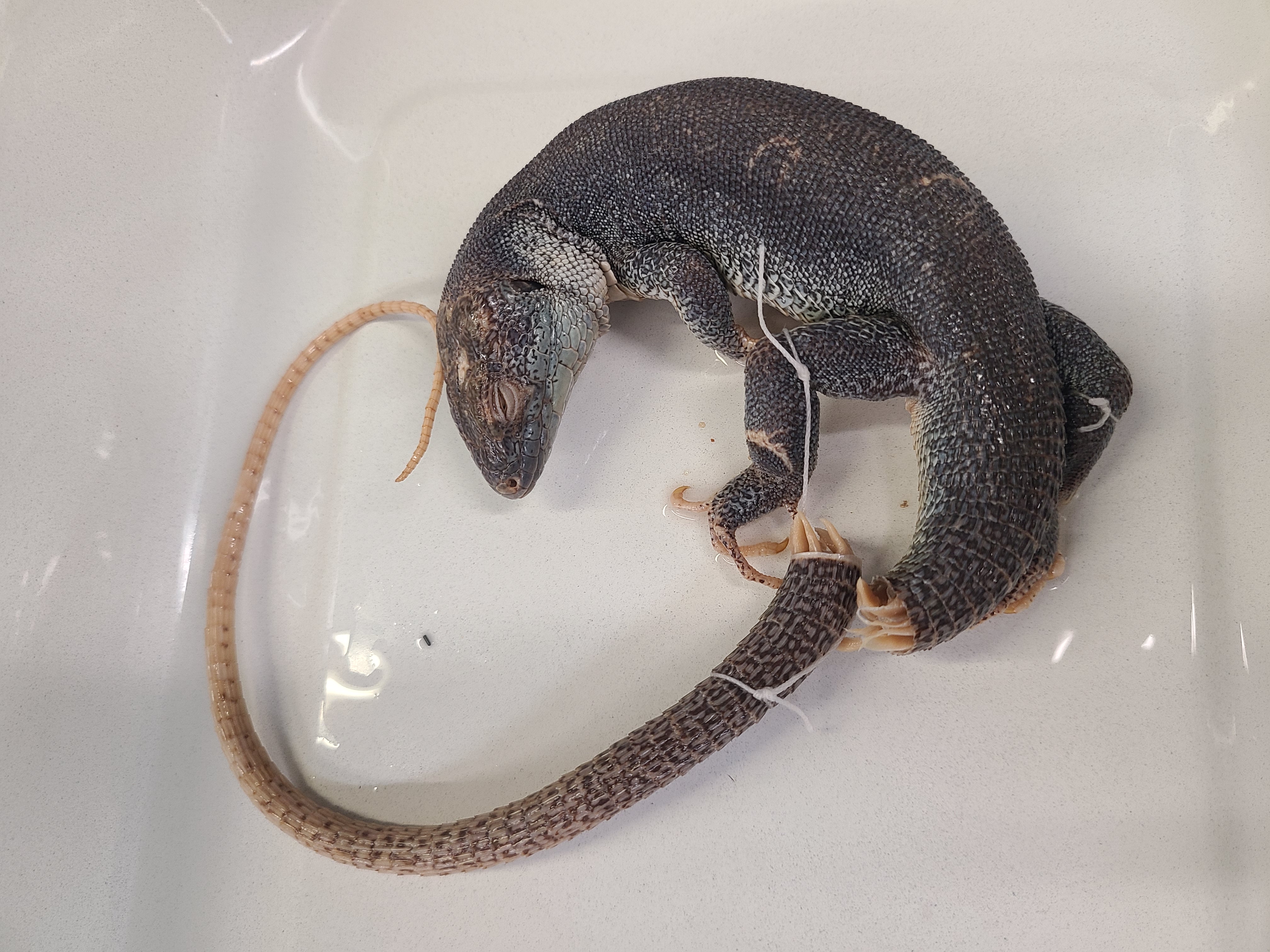 <p>Clade and Family of Lacerta viridis</p>