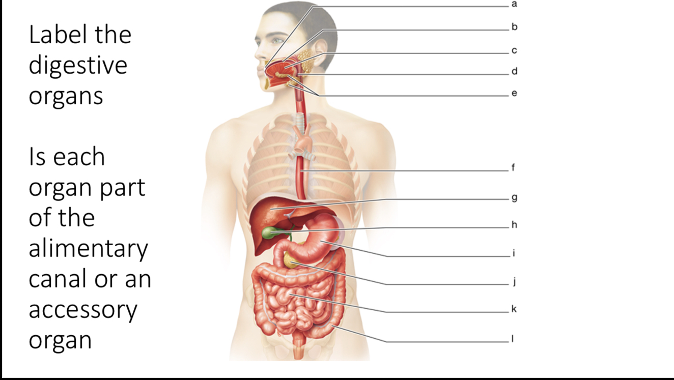 <p>J? Alimentary canal or accessory organ?</p>