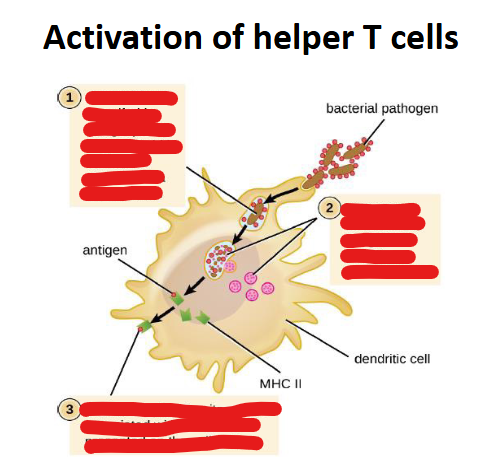 <p>Presentation of helper T cells</p>