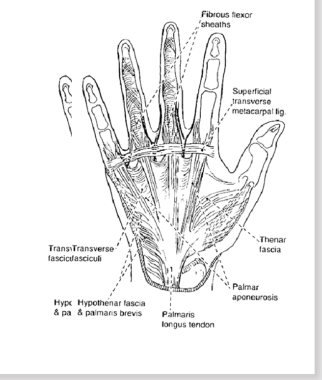 <ul><li><p><span><strong> Distally</strong>, the <strong>flexor retinaculum</strong> gives way to the palmar aponeurosis</span></p></li><li><p><span>This fascia covers the<strong> tendons</strong>, <strong>blood supply, nerves</strong> and <strong>muscles</strong></span></p></li><li><p><span>It connects on it’s<strong> distal </strong>side to the <strong>superficial transverse metacarpal ligament</strong></span></p></li></ul><p></p>