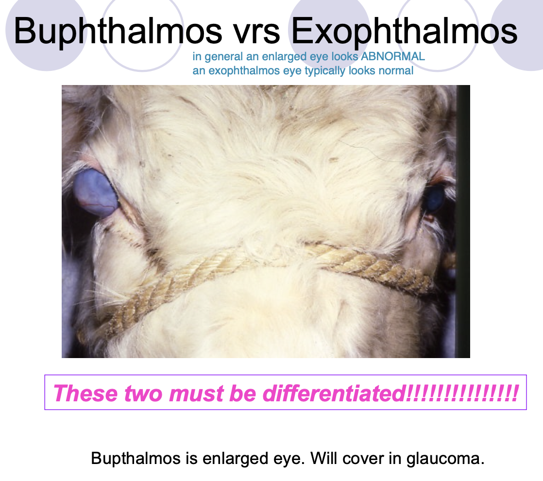 <p>Buphthalmos eyes usually appear to have abnormalities.</p><p>Exophthalmos eyes are healthy eyes that look displaced.</p>
