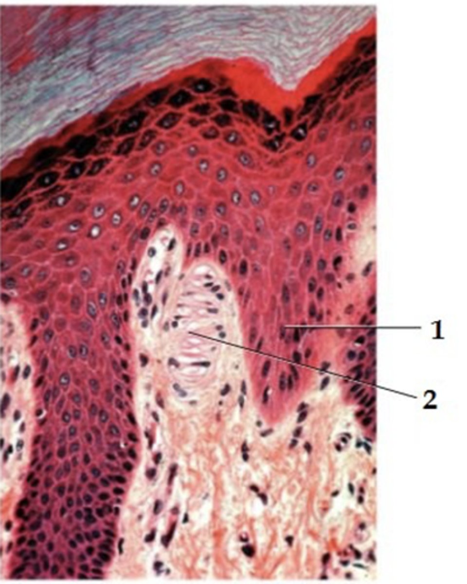 <p>Identify the structure (2)</p>