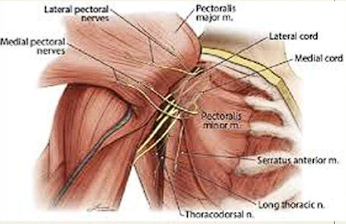 <p>Medial pectoral (C8-T1) and Lateral pectoral nerves (C5-C7)</p>