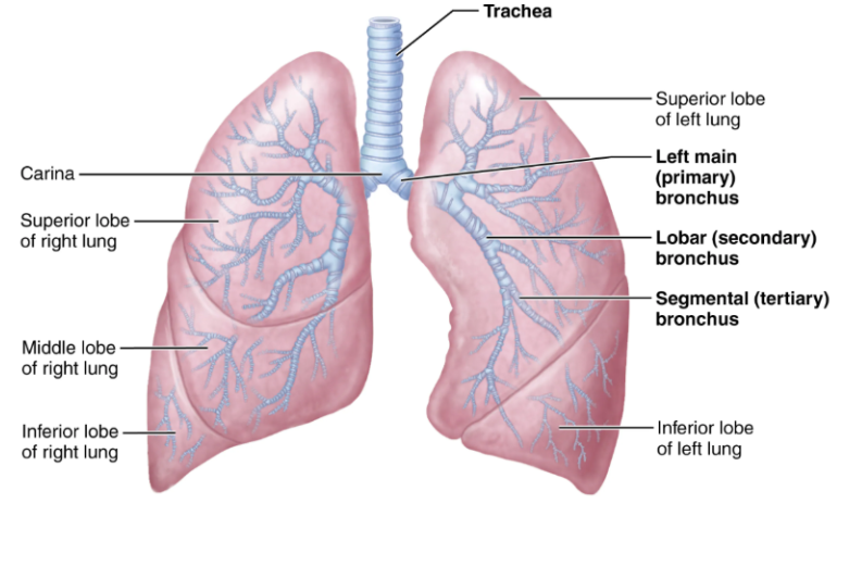 <ul><li><p><span style="background-color: transparent;">Refers to the branching system of airways inside the lungs. Air travelling through will become warmed, humidified, and cleansed of impurities.</span></p></li><li><p><span style="background-color: transparent;">There are approximately 23 orders of branching air passages.</span></p></li></ul><p><span style="background-color: transparent;">There are two primary bronchi, with the rIght primary bronchus being wider, shorter and more vertical. As a result, foreign objects are more likely to enter it</span></p><p><span style="background-color: transparent;">The bronchial tree progressively branches into smaller airways. It goes like this</span></p><ol><li><p><span style="background-color: transparent;">Primary bronchi</span></p></li><li><p><span style="background-color: transparent;">Secondary bronchi</span></p></li><li><p><span style="background-color: transparent;">Tertiary bronchi</span></p></li><li><p><span style="background-color: transparent;">Bronchioles</span></p></li><li><p><span style="background-color: transparent;">Terminal bronchioles</span></p></li></ol><p></p>