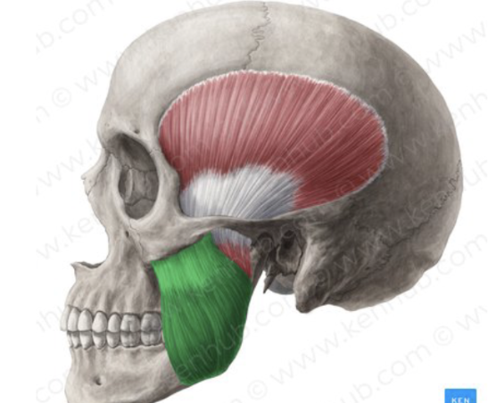 <p>(attachment point = zygomatic arch) </p>