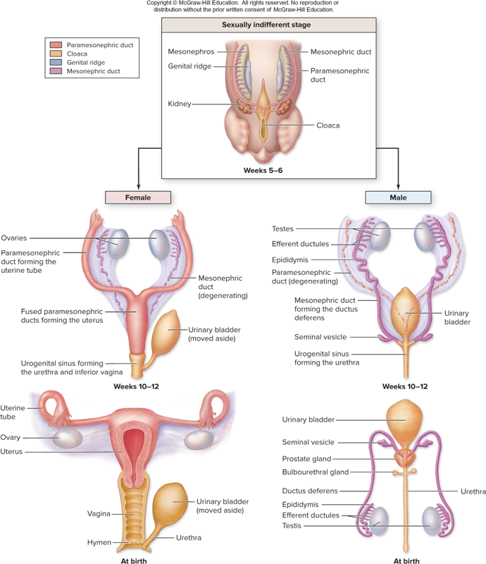<ul><li><p>Only one remaining in fetus</p></li></ul><p>Female:</p><ul><li><p>Development of paramesonephric ducts</p></li><li><p>Degeneration of mesonephric ducts</p></li></ul><p>Male:</p><ul><li><p>Development of mesonephric ducts</p></li><li><p>Degeneration of paramesonephric ducts</p></li></ul><p></p>