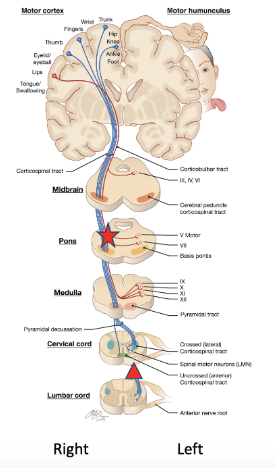 <p>If there was damage approximately where</p><p>the star is, which side of the body (below the</p><p>neck) would be weak or paralyzed?</p>