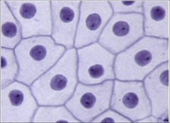 <p>single layer of flat cells</p>