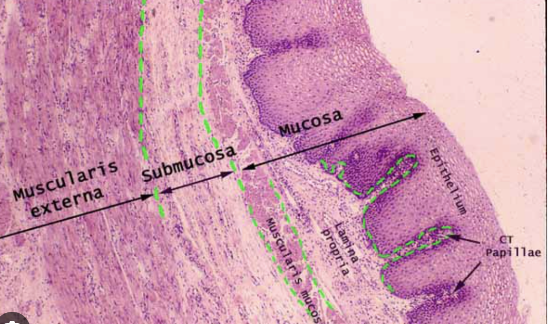 <p>Identify the muscularis </p>