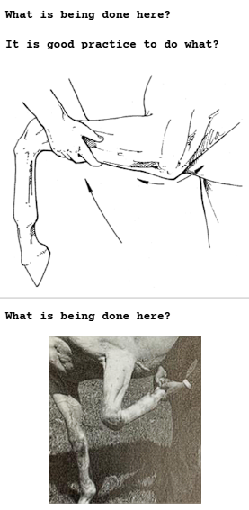 <p>Elbow &amp; Shoulder</p>