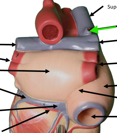 <p>posterior of superior vena cava</p>