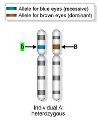 <p>an allele that produces its characteristic phenotype only when its paired allele is identical (lowercase letter)</p>