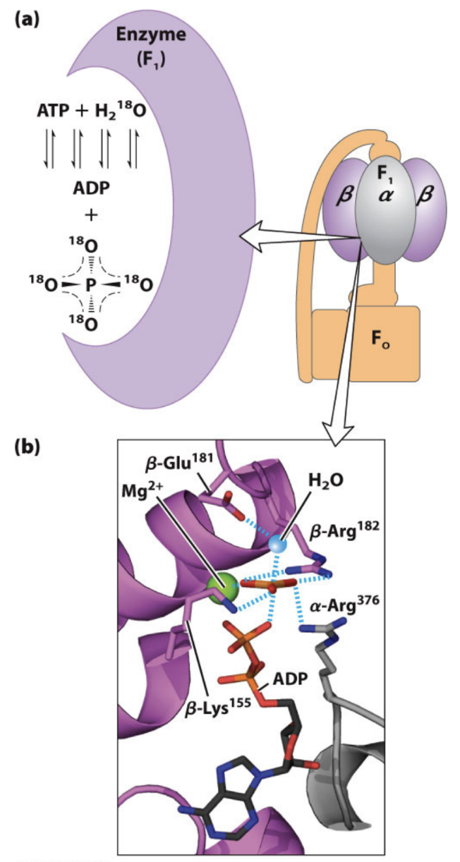 <p>What experimental evidence suggests ATP formation is near equilibrium in ATP synthase?</p>