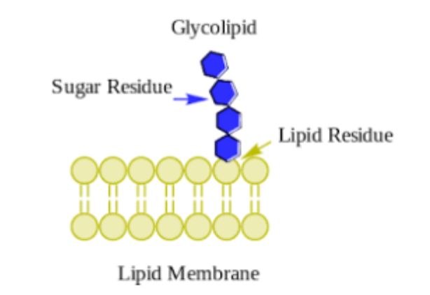 <p>___________: Lipid + carb</p><p>Contain a carbohydrate and nitrogen group</p><p>Cerebrosides - component of myelin sheath and also the white matter of the brain.</p>