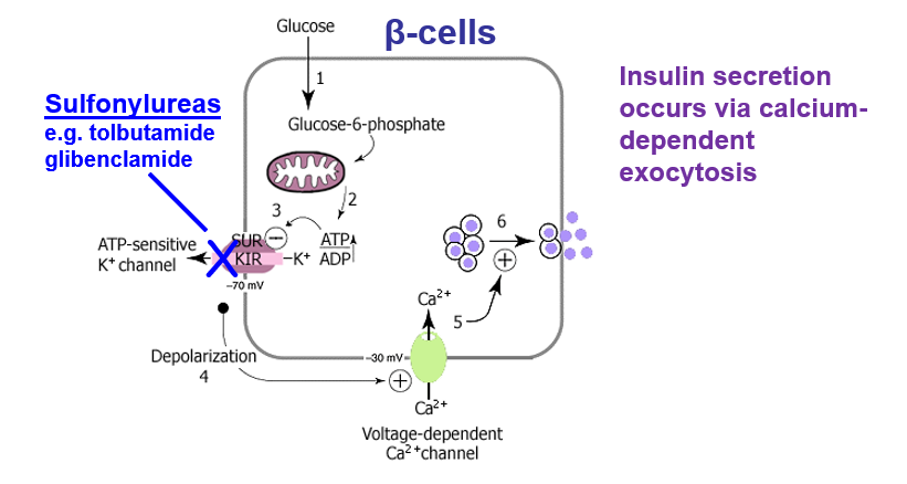 <p>In response to changes in glucose/ATP</p>