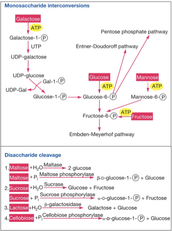 <ul><li><p>carbohydrates: can be supplied external or internal</p></li><li><p>monosaccharides</p></li><li><p>disaccharides or polysaccharides: hydrolases (outside) and phosphorylases (inside)</p></li></ul><p></p>
