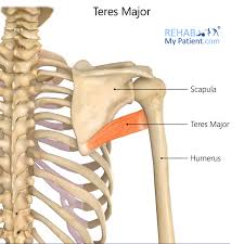 <ul><li><p><strong>origin: </strong>inferior angle of scapula </p></li><li><p><strong>insertion: </strong>intertubuercular groove of humerus— <u>medial</u> lip</p></li><li><p><strong>main action: </strong>ADduction, medial rotation </p></li><li><p><strong>innervation: </strong>lower subscapular nerve</p></li></ul><p></p>