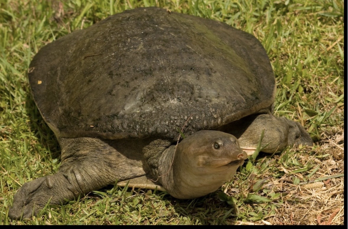 <p>Carapace dark brown with dark mottled pattern (front shell edge flattens small bumps)</p><p>Plastron: grey/white; underside of neck white</p><p>Head and limbs mottled grey (thick)</p>