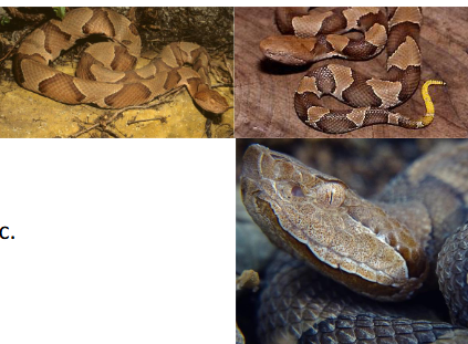 <p>Family: Crotalidae</p><p>Location: Eastern 1/3</p><p>ID: <span>Back: Gray-light Brown, light-edged brown hourglass bands w/light centers; Belly: White, black blotches onto sides; single anal plate; angular head; keeled scales</span></p><p><span>Life/History: Venomous; juveniles caudal lure; generalist; woodland associate</span></p>