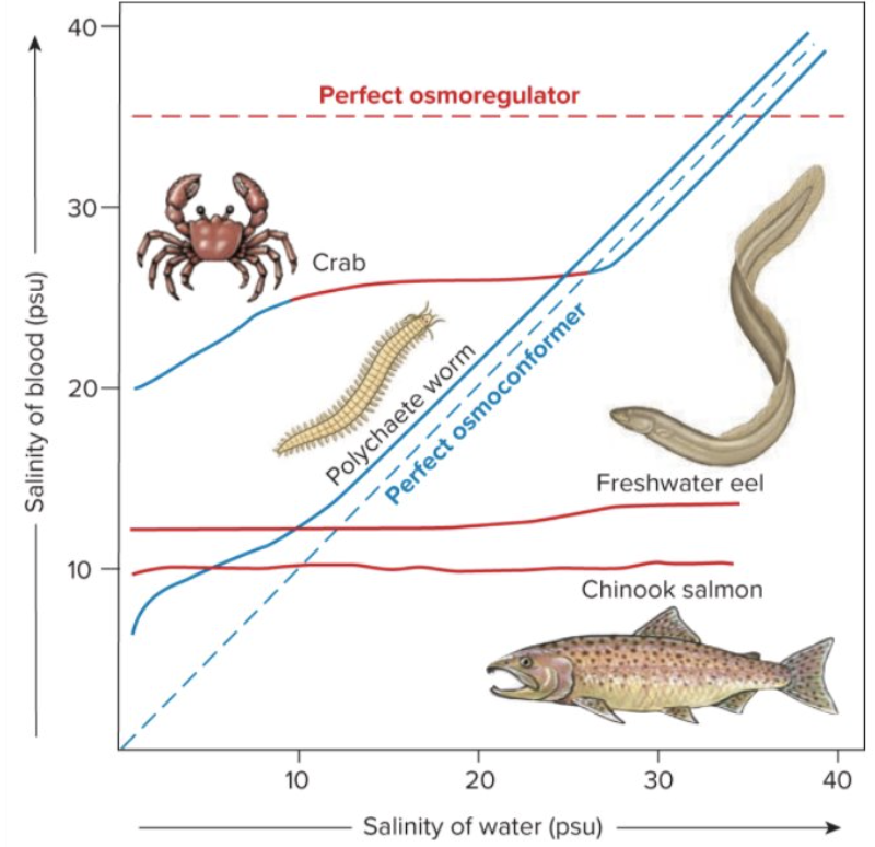 <p>Freshwater lowest tolerance, then brackish species, Euryhaline marine species (highest range), then Stenohaline (only high tolerance); soft bodied organisms more likely to conform; many fish, crab, molluscs, and polychaetes regulate; many inverts regulate at low salinity and conform athigh</p>