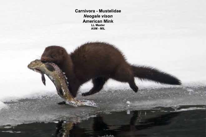 <p>Top aquatic predator, nearly 2-ft long, 2-3 lbs.</p><p>Breed in Jan-Mar, 4-7 kits in May.</p><p><strong>Uniform, dark brown pelage with bushy tails. Only 4 toes appear on hind (& sometimes front) tracks.</strong></p>