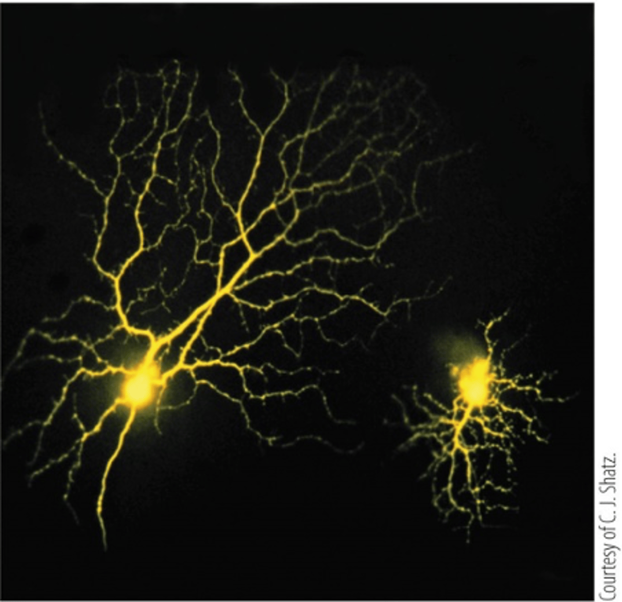 <p>Intracellular injection of a fluorescent dye</p>