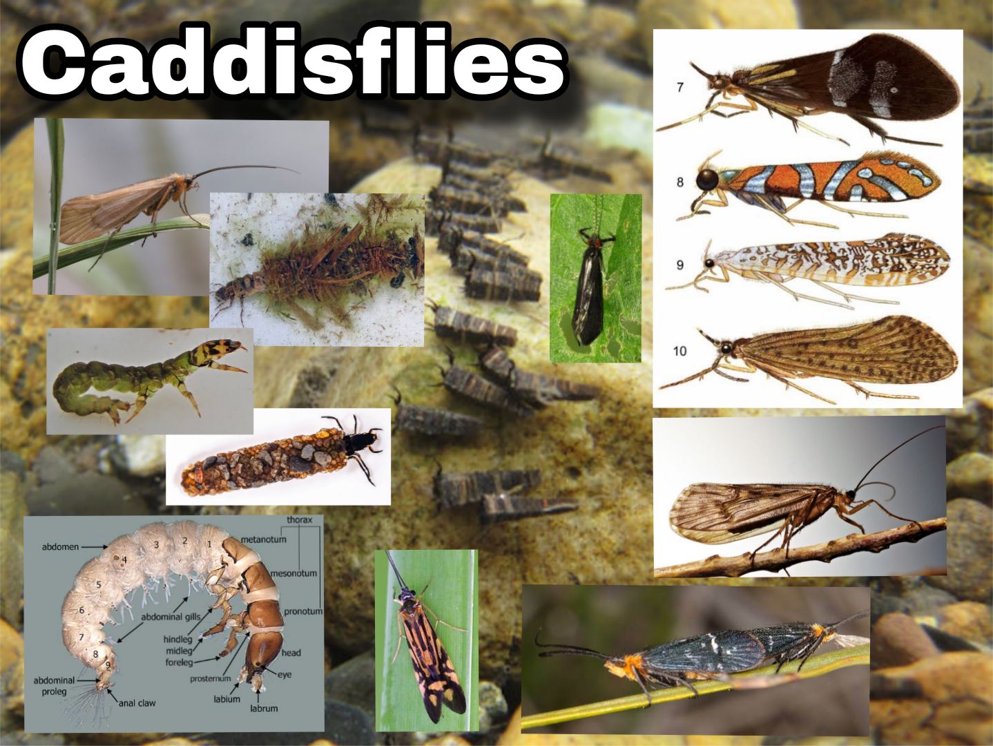 <p>Caddisflies</p>