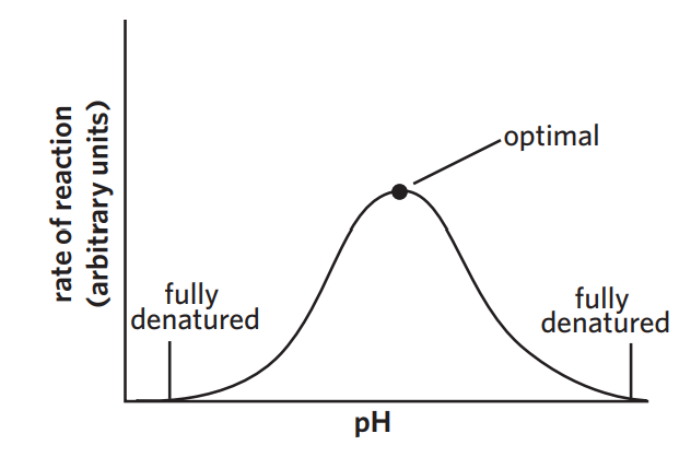 <ul><li><p>assuming temperature is constant</p></li><li><p>denatures if not optimal pH</p></li></ul><p></p>
