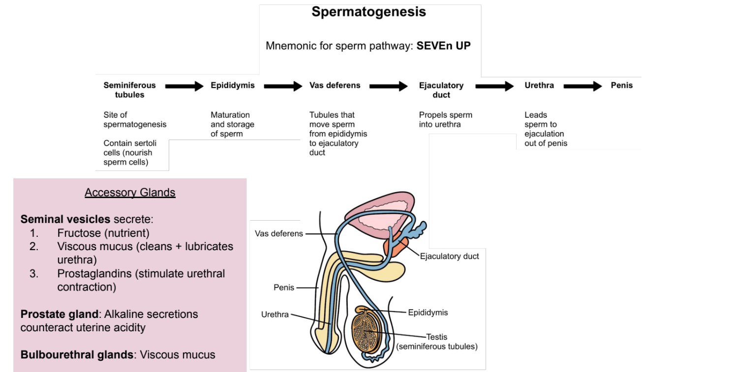 <p><strong>Maturation </strong>and<strong> storage of sperm.</strong></p>