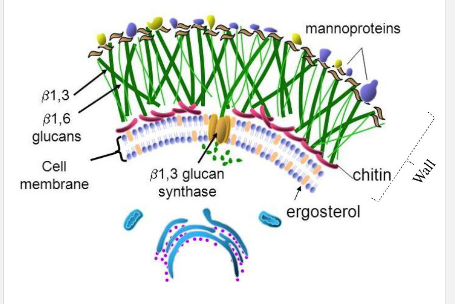 <p>chitin, glucans and/or mannans, glycoproteins</p><p>all cross-linked</p>