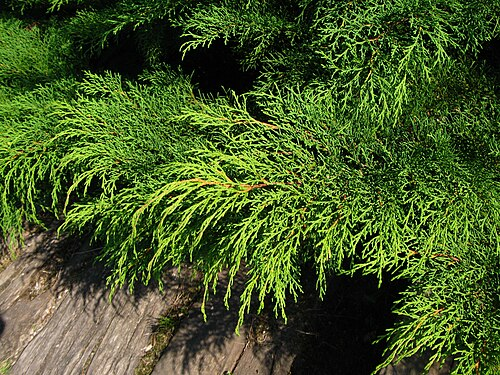 <p>Mikrobiota syberyjska</p><p>Microbiota decussata</p>