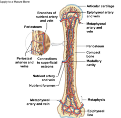 <p>supply the epiphyseal cartilage</p><p>where bone growth occurs</p>
