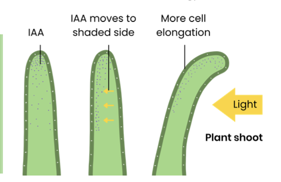 <ol><li><p>cells in tip of shoot produce IAA</p></li><li><p>IAA diffuses down shoot</p></li><li><p>IAA moves to shaded side of shoot so concentration increases</p></li><li><p>stimulates cell elongation on shaded side</p></li><li><p>so shoot bends towards light</p></li></ol><ul><li><p>WORDING : refer to “light and shaded side”</p></li></ul><p></p>