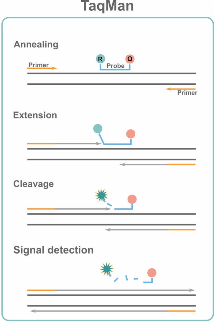 <ul><li><p class="Paragraph SCXW150777685 BCX0" style="text-align: left;"><span style="line-height: 20.85px;">Probe is conjugated with a quencher fluorochrome which absorbs the fluorescence of the reporter </span></p></li></ul><ul><li><p class="Paragraph SCXW150777685 BCX0" style="text-align: left;"><span style="line-height: 20.85px;">On amplification of the target, the 5’ exonuclease activity of Taq polymerase hydrolyses the probe causing separation of reporter and quencher </span></p></li></ul><ul><li><p class="Paragraph SCXW150777685 BCX0" style="text-align: left;"><span style="line-height: 20.85px;">This generates a fluorescent signal </span></p></li></ul><ul><li><p class="Paragraph SCXW150777685 BCX0" style="text-align: left;"><span style="line-height: 20.85px;">Each consecutive cycle causes exponential reporter fluorescence </span></p><ul><li><p class="Paragraph SCXW150777685 BCX0" style="text-align: left;"><span style="line-height: 20.85px;">This can then be measured using a computer </span></p></li></ul></li></ul><p></p>
