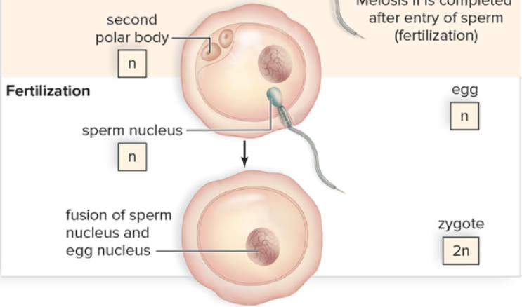 <p>is the process where a sperm cell fuses with a mature ovum, resulting in the formation of a diploid zygote, and initiating the development of a new organism. </p>