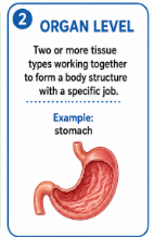 <p>Two or more tissue types working together to form a body structure with a specific job.<br>Example: The stomach is an organ made of several types of tissue.</p>