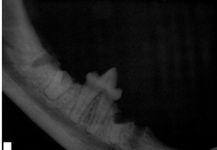 <p>What is happening in this post extraction radiograph?</p>