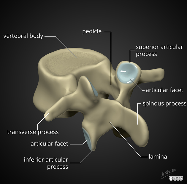 <p>2 superior articular processes </p><p>2 inferior articular processes</p><p>2 transverse processes</p><p>1 sinous process</p>