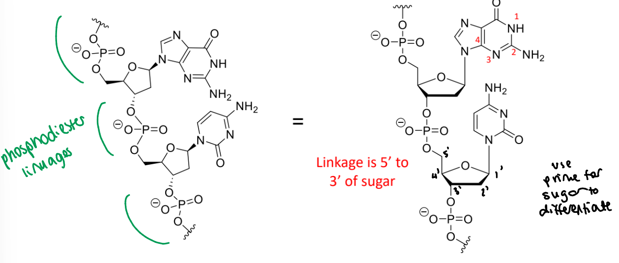 <p>phosphate diesters between their 3’ and 5’ hydroxy groups</p>